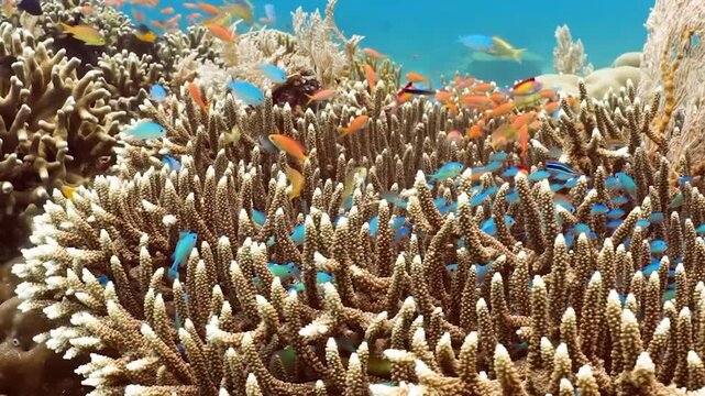 Underwater Staghorn Coral Branching Reef Structure Resembling Deer Antlers