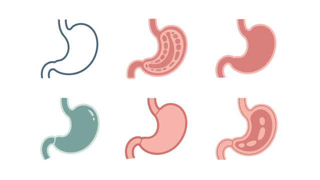 Anatomical Illustrations of the Human Stomach, Depicting Structure and Function