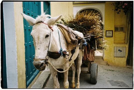 Film photo of a donkey pulling a cart in a colorful street