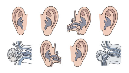 Anatomical Illustrations of the Human Ear A Detailed Look at Ear Structure and Function © Donjuan Visual