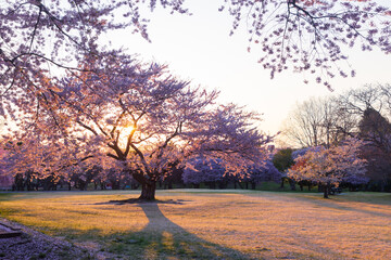 北海道森オニウシ公園2025春-早朝の桜-