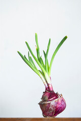 Sprouting onion on a white background. Shallow depth of field.