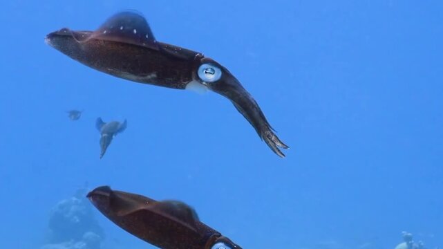 squid swimming deep underwater in seawater