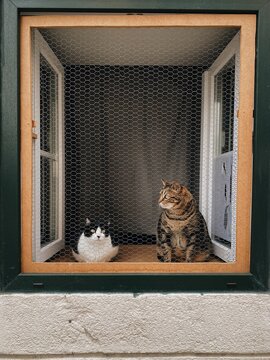 Two cats sitting in a window behind protective netting