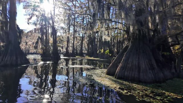Early Morning Bald Cypress Trees at Caddo Lake State Park, Texas