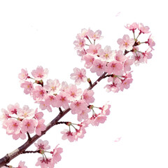 Naklejka premium Blooming pink cherry blossom branch with delicate flowers
