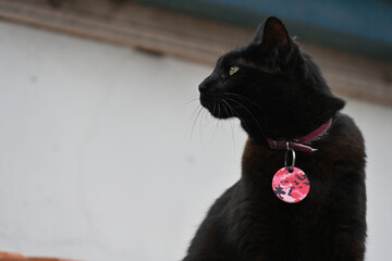 black and white cat on red © Галина Миронюк