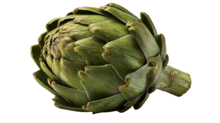 Fresh green globe artichoke isolated, healthy eating raw vegetable for cooking ingredients, transparent background