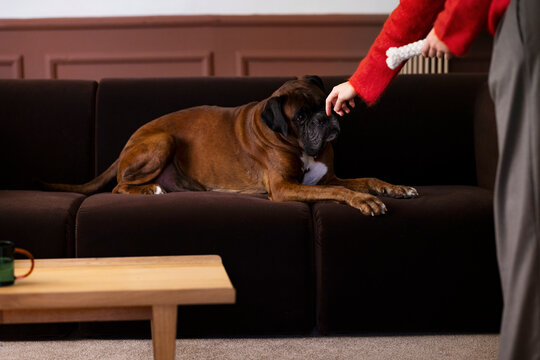 Happy Dog Relaxing On Couch 