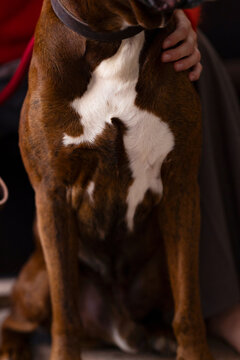 Close-Up Of A Large Dog With White Chest Patch