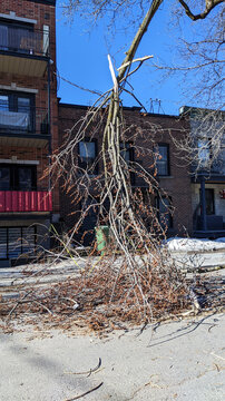 A broken tree branch rests on electrical wires