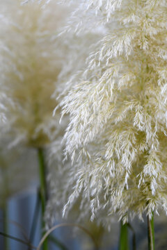 Close Up Of Pampas Grass