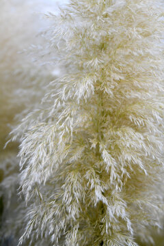 Close Up Of Pampas Grass