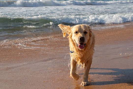 happy dog on beach