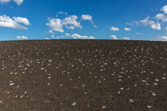 Barren lava field and sedges