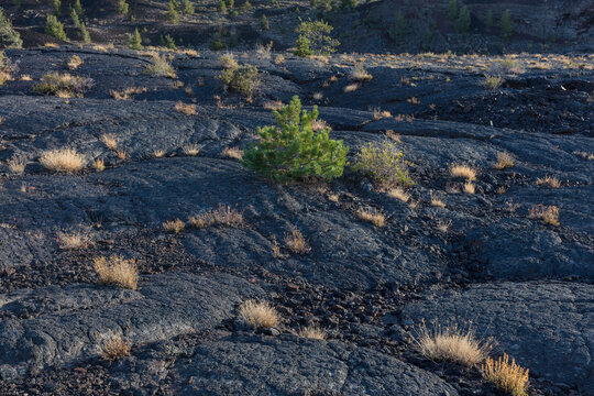 Volcanic rock and grasses