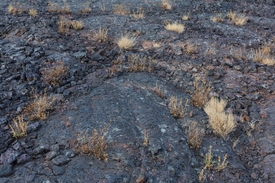 Volcanic rock and grasses