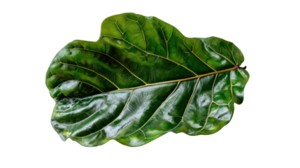 Fiddle-leaf fig (ficus lyrata) dark green leaf featuring distinct lighter veins, isolated on a transparent background