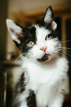 Black and White Kitten Gazing Curiously