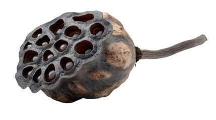 Dried lotus seed pod with seeds inside, a botanical object showing natural textures on transparent background
