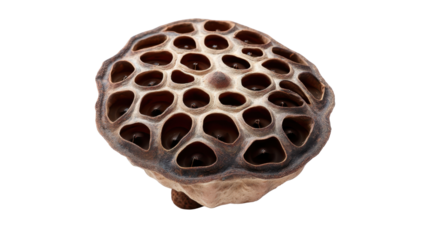 Dried lotus seed pod showing intricate natural pattern and texture against a transparent background