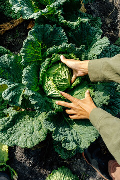 Hands harvesting fresh cabbage on organic eco farm
