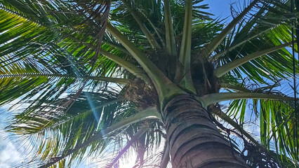 Low-angle view of a majestic coconut palm tree against a clear blue sky. Sunlight filters through green fronds, creating a tropical summer paradise atmosphere for travel and vacation themes © Afif