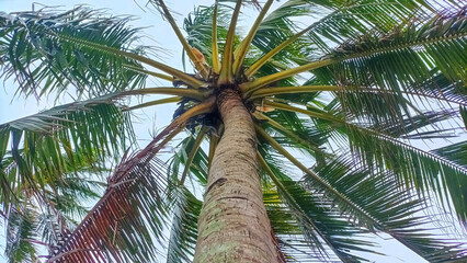 Low-angle view of a majestic coconut palm tree against a clear blue sky. Sunlight filters through green fronds, creating a tropical summer paradise atmosphere for travel and vacation themes © Afif