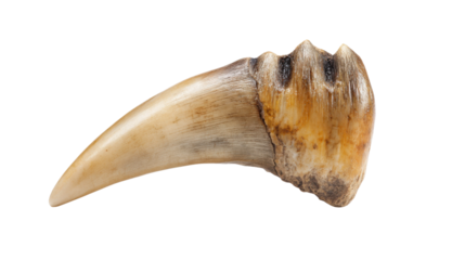 Predator animal claw or fang showing power and nature, isolated with a transparent background