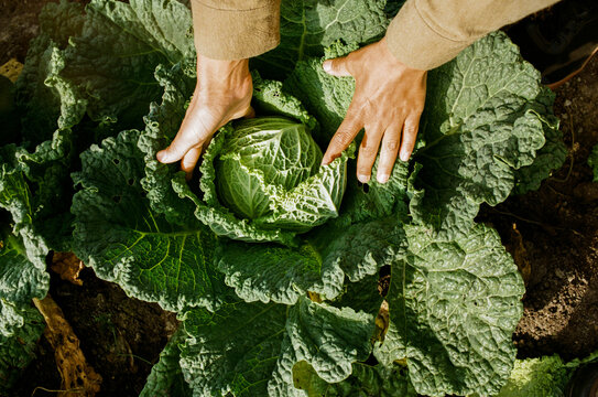 Close-up of woman&rsquo;s hands harvesting savoy cabbage 