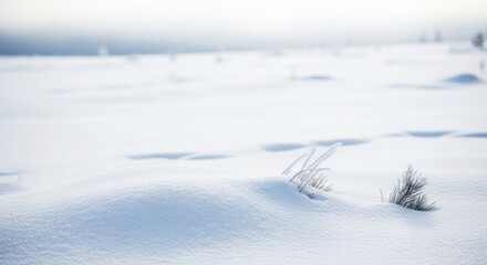 Snow-covered landscape with sparse vegetation and distant mountains in the distance.