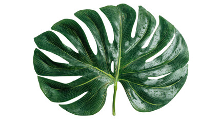 Monstera deliciosa leaf with water droplets displaying tropical nature and fresh botanical beauty, transparent background