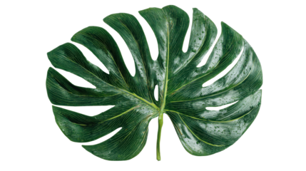 Monstera deliciosa leaf with water droplets displaying tropical nature and fresh botanical beauty, transparent background