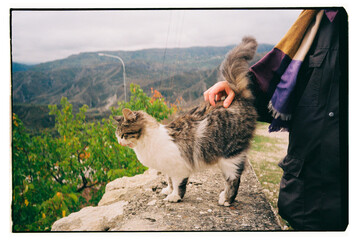 Cat enjoying a gentle pet on a scenic hillside