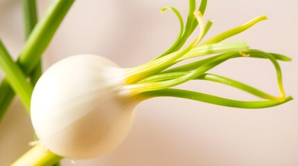 Macro shot of a white onion bulb sprouting new green shoots