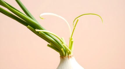 Fresh white onion with green shoots on a light background