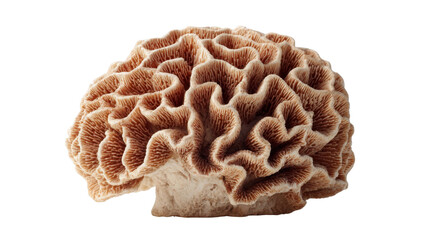 Brain coral showing intricate patterns, marine life, and a natural ocean skeleton on transparent background