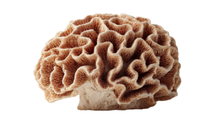 Brain coral showing intricate patterns, marine life, and a natural ocean skeleton on transparent background