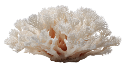 White coral skeleton showcasing intricate natural patterns, a fragile marine ecosystem structure on transparent background