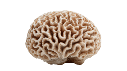 Brain coral skeleton showing complex organic texture, shape, and structure resembling human brain, transparent background
