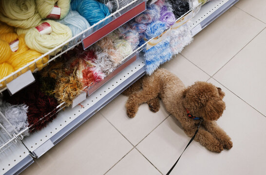 Dog resting in a craft store aisle while surrounded by colorful yarns 