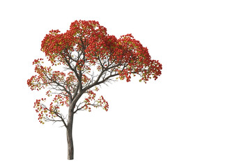 Vibrant red tree isolated on transparent background