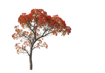 Vibrant red tree isolated on transparent background