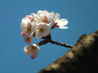 桜 (ソメイヨシノ)