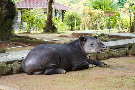 rhino in the zoo