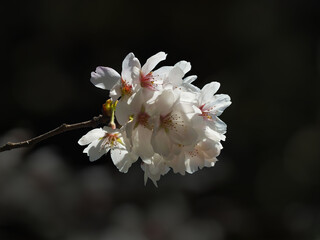 桜 (ソメイヨシノ)