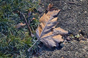 Brown and Frosty Leaf