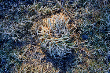 The Frosty Grass During Winter