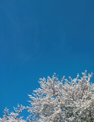 桜 (ソメイヨシノ)