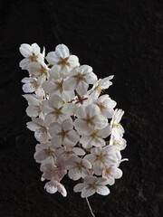 桜 (ソメイヨシノ)